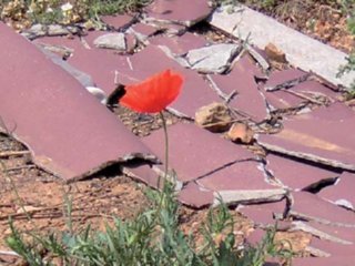 AMIANTO (62)  BASURA